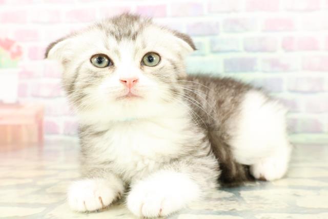 沖縄県のスコティッシュフォールド (Coo&RIKUイオン北谷店/2026年2月17日生まれ/男の子/シルバータビーホワイト)の子猫の2枚目の画像