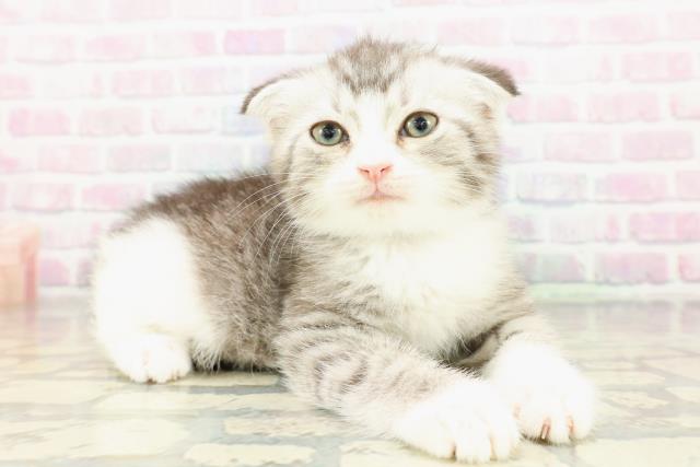 沖縄県のスコティッシュフォールド (Coo&RIKUイオン北谷店/2026年2月17日生まれ/男の子/シルバータビーホワイト)の子猫の3枚目の画像