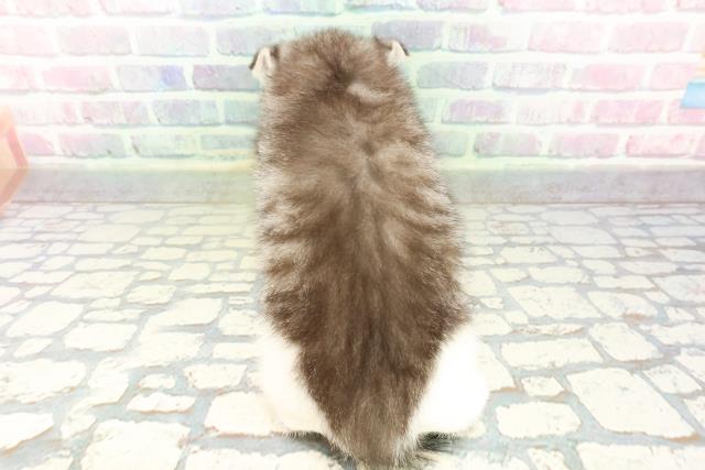 沖縄県のスコティッシュフォールド (Coo&RIKUイオン北谷店/2026年2月17日生まれ/男の子/シルバータビーホワイト)の子猫の4枚目の画像