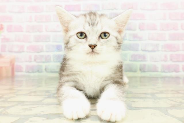 北海道のスコティッシュフォールド (Coo&RIKU旭川店/2026年2月17日生まれ/女の子/シルバータビーホワイト)の子猫