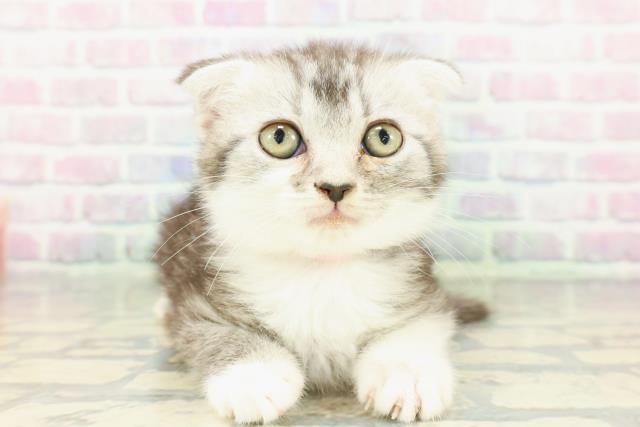 山梨県のスコティッシュフォールド (Coo&RIKU甲府昭和通り店/2026年2月17日生まれ/女の子/シルバータビーホワイト)の子猫