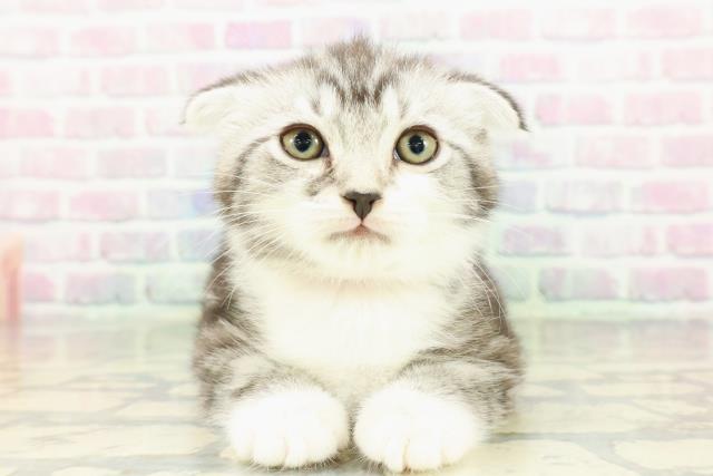 スコティッシュフォールド