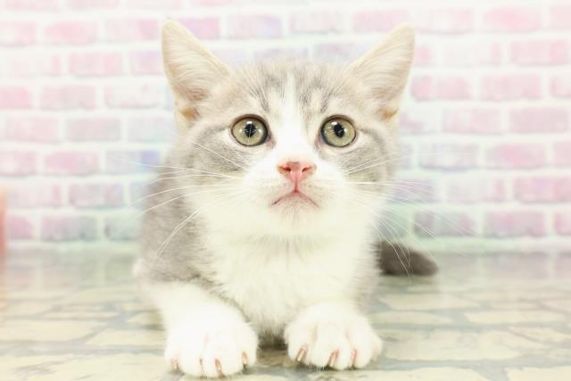 千葉県のマンチカン (Coo&RIKU流山店/2026年2月18日生まれ/男の子/ブルータビーホワイト)の子猫の1枚目の画像