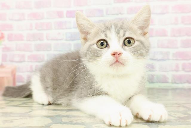 千葉県のマンチカン (Coo&RIKU流山店/2026年2月18日生まれ/男の子/ブルータビーホワイト)の子猫の3枚目の画像