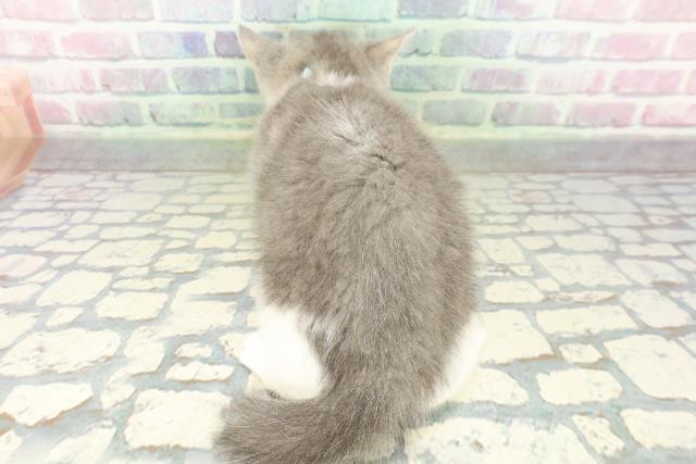 千葉県のマンチカン (Coo&RIKU流山店/2026年2月18日生まれ/男の子/ブルータビーホワイト)の子猫の4枚目の画像