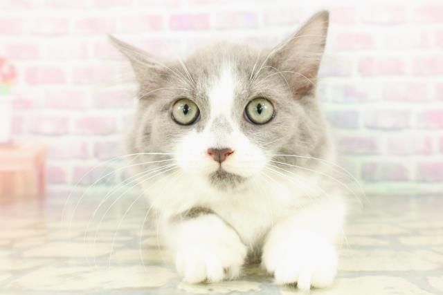 東京都のラガマフィン (Coo&RIKU足立本店/2026年1月15日生まれ/女の子/ブルーホワイト)の子猫の1枚目の画像