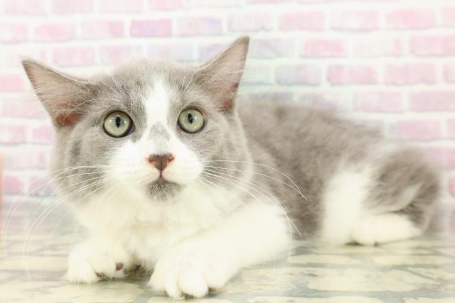 東京都のラガマフィン (Coo&RIKU足立本店/2026年1月15日生まれ/女の子/ブルーホワイト)の子猫の2枚目の画像