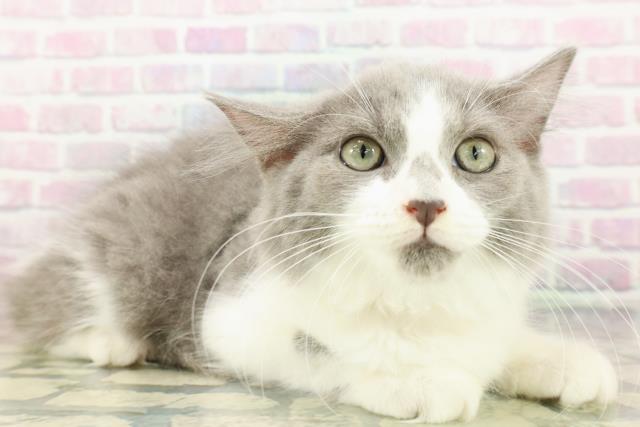 東京都のラガマフィン (Coo&RIKU足立本店/2026年1月15日生まれ/女の子/ブルーホワイト)の子猫の3枚目の画像