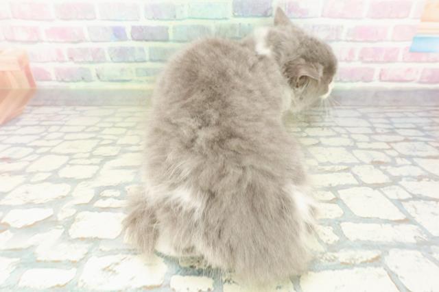 東京都のラガマフィン (Coo&RIKU足立本店/2026年1月15日生まれ/女の子/ブルーホワイト)の子猫の4枚目の画像