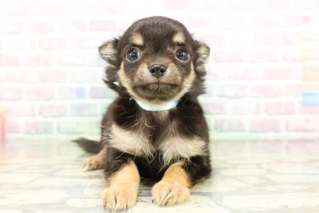 山梨県のチワワ(ロング) (Coo&RIKU甲府昭和通り店/2026年2月16日生まれ/男の子/ブラックタンホワイト)の子犬