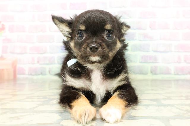 沖縄県のチワワ(ロング) (Coo&RIKU沖縄浦添店/2026年2月16日生まれ/男の子/ブラックタンホワイト)の子犬の1枚目の画像