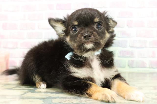 沖縄県のチワワ(ロング) (Coo&RIKU沖縄浦添店/2026年2月16日生まれ/男の子/ブラックタンホワイト)の子犬の3枚目の画像