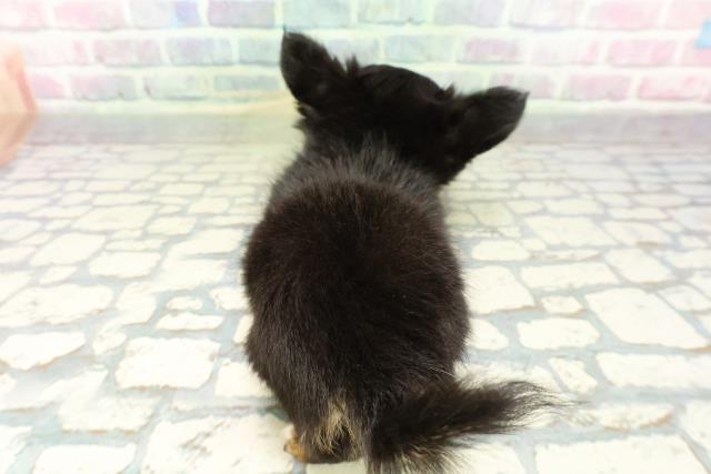 沖縄県のチワワ(ロング) (Coo&RIKU沖縄浦添店/2026年2月16日生まれ/男の子/ブラックタンホワイト)の子犬の4枚目の画像