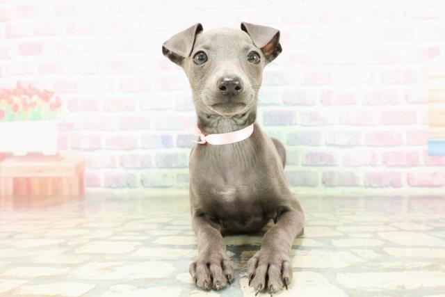山梨県のイタリアングレーハウンド (Coo&RIKU甲府昭和通り店/2026年2月17日生まれ/女の子/ブルーホワイトマーキングス)の子犬の1枚目の画像