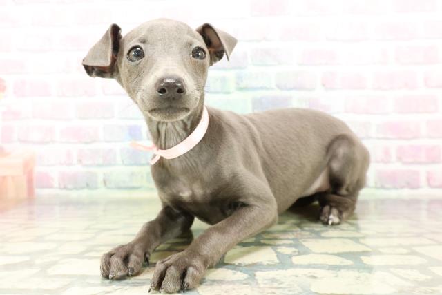 山梨県のイタリアングレーハウンド (Coo&RIKU甲府昭和通り店/2026年2月17日生まれ/女の子/ブルーホワイトマーキングス)の子犬の2枚目の画像