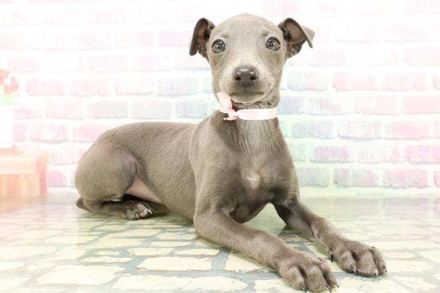 山梨県のイタリアングレーハウンド (Coo&RIKU甲府昭和通り店/2026年2月17日生まれ/女の子/ブルーホワイトマーキングス)の子犬の3枚目の画像