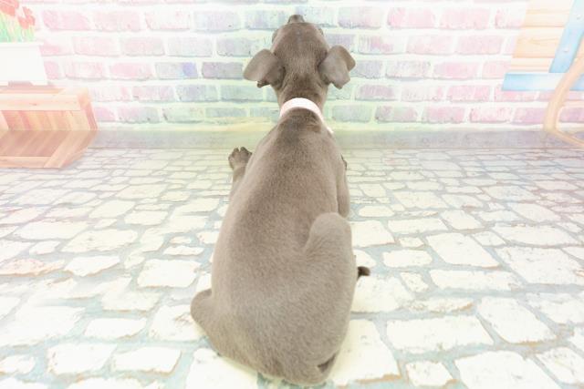 山梨県のイタリアングレーハウンド (Coo&RIKU甲府昭和通り店/2026年2月17日生まれ/女の子/ブルーホワイトマーキングス)の子犬の4枚目の画像