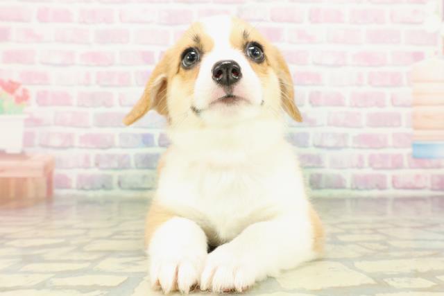 ウェルシュ・コーギー・ペンブローク