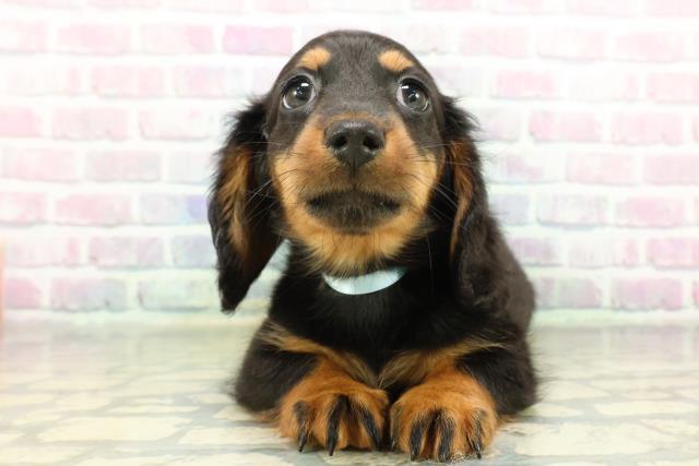 栃木県のミニチュアダックスフンド(ロング) (Coo&RIKU宇都宮店/2026年2月19日生まれ/男の子/ブラックタン)の子犬の1枚目の画像