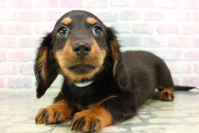 栃木県のミニチュアダックスフンド(ロング) (Coo&RIKU宇都宮店/2026年2月19日生まれ/男の子/ブラックタン)の子犬の2枚目の画像