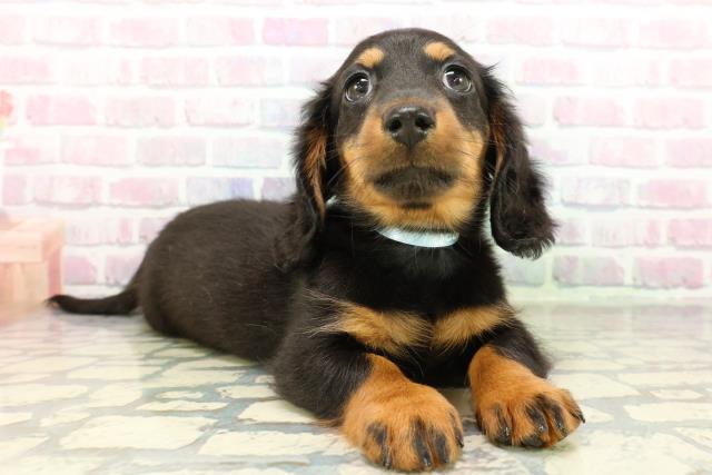 栃木県のミニチュアダックスフンド(ロング) (Coo&RIKU宇都宮店/2026年2月19日生まれ/男の子/ブラックタン)の子犬の3枚目の画像