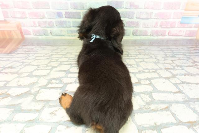 栃木県のミニチュアダックスフンド(ロング) (Coo&RIKU宇都宮店/2026年2月19日生まれ/男の子/ブラックタン)の子犬の4枚目の画像