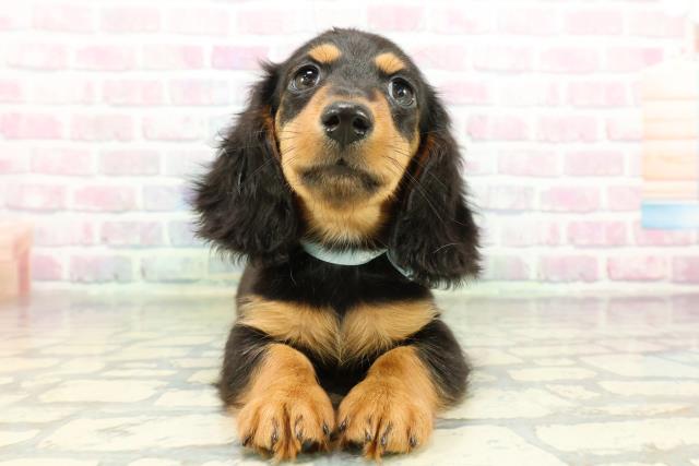 栃木県のミニチュアダックスフンド(ロング) (Coo&RIKU小山店/2026年2月19日生まれ/男の子/ブラックタン)の子犬の1枚目の画像