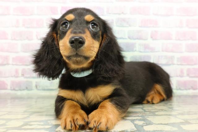 栃木県のミニチュアダックスフンド(ロング) (Coo&RIKU小山店/2026年2月19日生まれ/男の子/ブラックタン)の子犬の2枚目の画像