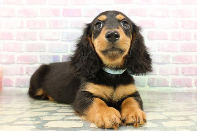 栃木県のミニチュアダックスフンド(ロング) (Coo&RIKU小山店/2026年2月19日生まれ/男の子/ブラックタン)の子犬の3枚目の画像