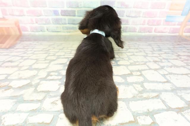 栃木県のミニチュアダックスフンド(ロング) (Coo&RIKU小山店/2026年2月19日生まれ/男の子/ブラックタン)の子犬の4枚目の画像