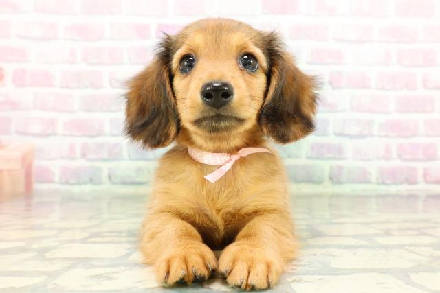 カニンヘンダックスフンド