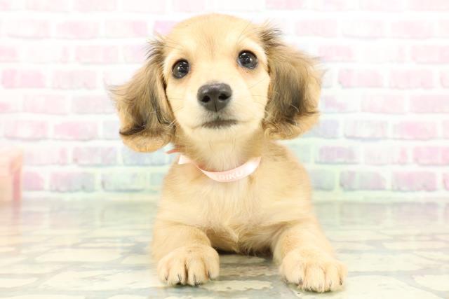 東京都のカニンヘンダックスフンド(ロング) (Coo&RIKU広尾店/2026年2月22日生まれ/女の子/シェーデットイエロー)の子犬の1枚目の画像