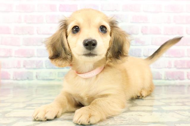 東京都のカニンヘンダックスフンド(ロング) (Coo&RIKU広尾店/2026年2月22日生まれ/女の子/シェーデットイエロー)の子犬の2枚目の画像