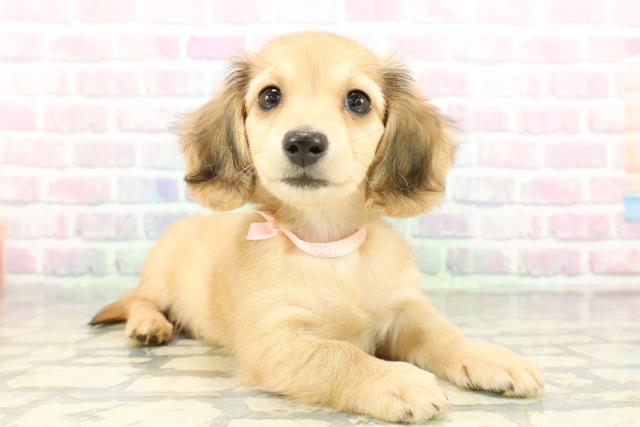 東京都のカニンヘンダックスフンド(ロング) (Coo&RIKU広尾店/2026年2月22日生まれ/女の子/シェーデットイエロー)の子犬の3枚目の画像