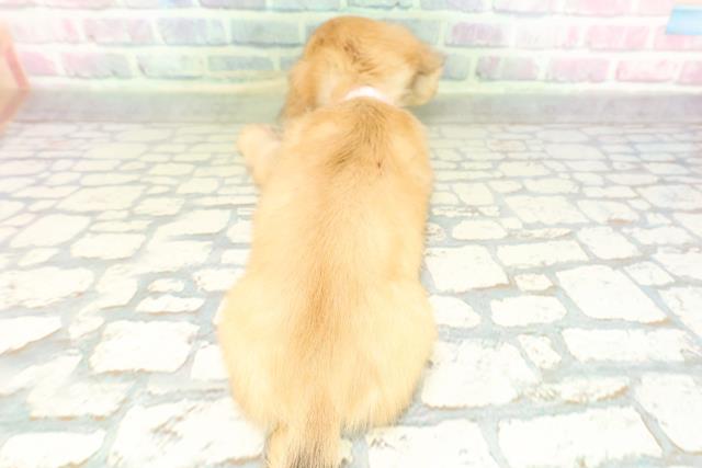 東京都のカニンヘンダックスフンド(ロング) (Coo&RIKU広尾店/2026年2月22日生まれ/女の子/シェーデットイエロー)の子犬の4枚目の画像