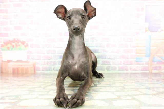 イタリアングレーハウンド
