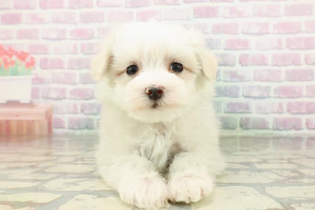 北海道のマルチーズ (Coo&RIKU苫小牧店/2026年2月20日生まれ/女の子/ホワイト)の子犬