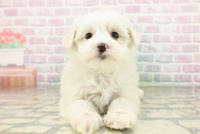 北海道のマルチーズ (Coo&RIKU岩見沢店/2026年2月20日生まれ/女の子/ホワイト)の子犬