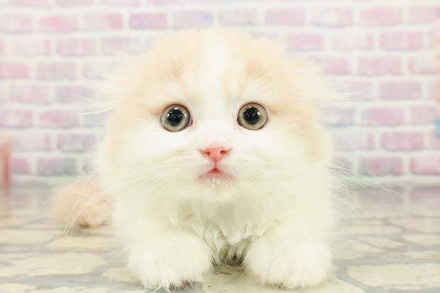 東京都のスコティッシュフォールド (Coo&RIKU新小岩店/2026年2月20日生まれ/男の子/クリームホワイト)の子猫の1枚目の画像