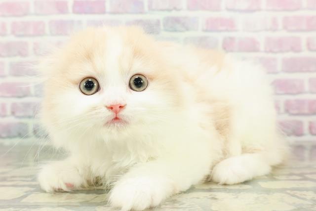 東京都のスコティッシュフォールド (Coo&RIKU新小岩店/2026年2月20日生まれ/男の子/クリームホワイト)の子猫の2枚目の画像