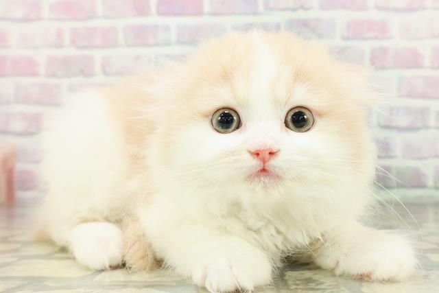 東京都のスコティッシュフォールド (Coo&RIKU新小岩店/2026年2月20日生まれ/男の子/クリームホワイト)の子猫の3枚目の画像