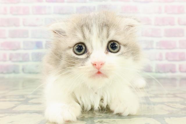 沖縄県のスコティッシュフォールド (Coo&RIKUイーアス沖縄豊崎店/2026年2月20日生まれ/男の子/ブルータビーホワイト)の子猫の1枚目の画像