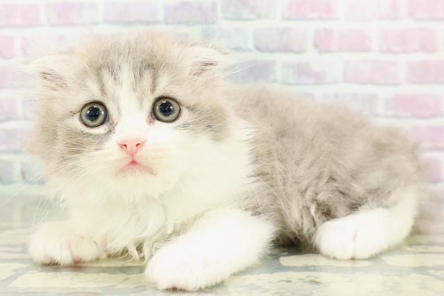 沖縄県のスコティッシュフォールド (Coo&RIKUイーアス沖縄豊崎店/2026年2月20日生まれ/男の子/ブルータビーホワイト)の子猫の2枚目の画像