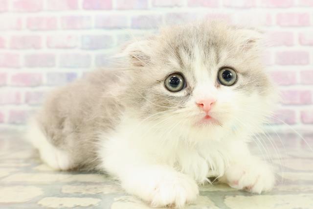 沖縄県のスコティッシュフォールド (Coo&RIKUイーアス沖縄豊崎店/2026年2月20日生まれ/男の子/ブルータビーホワイト)の子猫の3枚目の画像