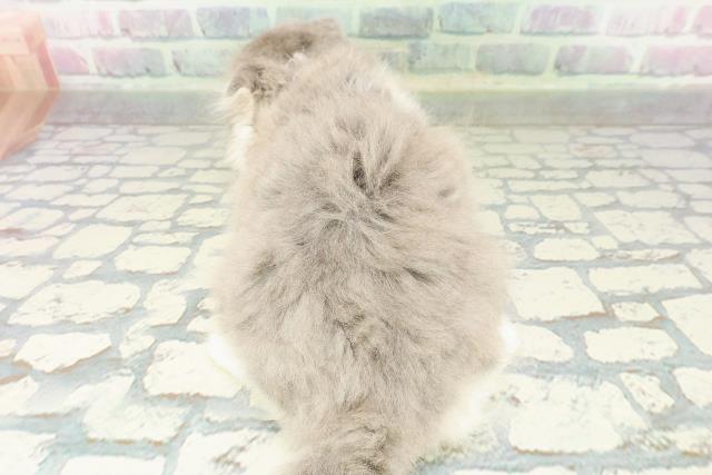 沖縄県のスコティッシュフォールド (Coo&RIKUイーアス沖縄豊崎店/2026年2月20日生まれ/男の子/ブルータビーホワイト)の子猫の4枚目の画像