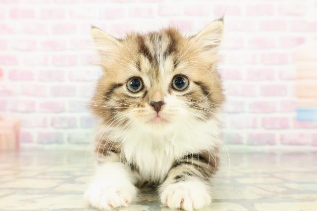 東京都のスコティッシュフォールド (Coo&RIKU浅草店/2026年2月20日生まれ/男の子/ブラウンタビーホワイト)の子猫の1枚目の画像