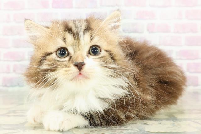 東京都のスコティッシュフォールド (Coo&RIKU浅草店/2026年2月20日生まれ/男の子/ブラウンタビーホワイト)の子猫の2枚目の画像