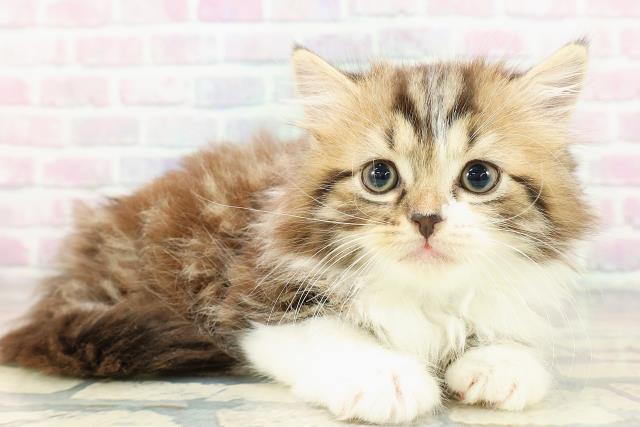 東京都のスコティッシュフォールド (Coo&RIKU浅草店/2026年2月20日生まれ/男の子/ブラウンタビーホワイト)の子猫の3枚目の画像