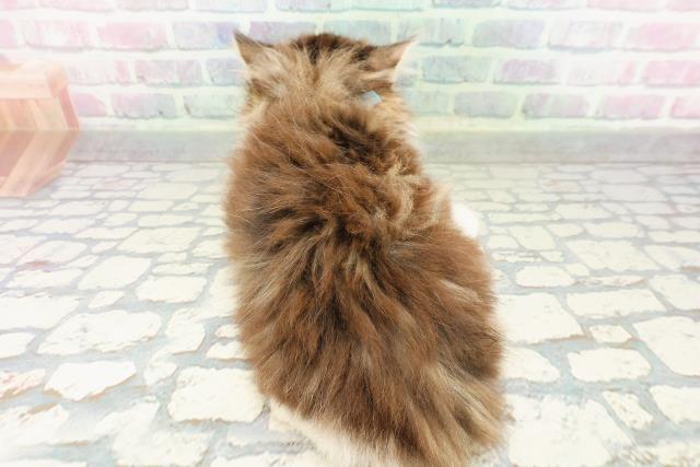 東京都のスコティッシュフォールド (Coo&RIKU浅草店/2026年2月20日生まれ/男の子/ブラウンタビーホワイト)の子猫の4枚目の画像