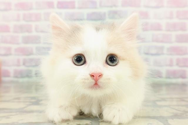 東京都のスコティッシュフォールド (Coo&RIKU武蔵小山店/2026年2月20日生まれ/女の子/ダイリュートキャリコ)の子猫の1枚目の画像